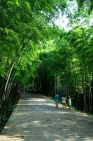 Southern Shu Bamboo Sea